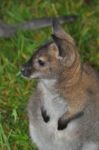 Wallaby Stock Photo