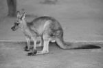 Kangaroo Outside During The Day Stock Photo