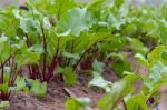 Beet Planting In The Organic Garden Greenhouse Stock Photo