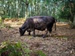 Cow Grazing For Acorns In The Ashdown Forest Stock Photo