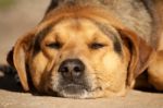 Lazy Dog Stock Photo