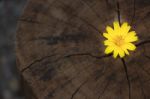 Closeup Singapore Daisy Flower With Wood Background Stock Photo