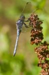 Epaulet Skimmer (orthetrum Chrysostigma) Stock Photo