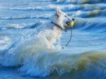 White Swiss Shepherd Runs Through Foaming Waves Stock Photo