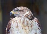 The Close-up Of A Ferruginous Hawk Stock Photo