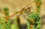 Portrait Of A Dragonfly Stock Photo