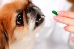 Dog Healthcare Stock Photo