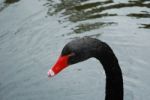 Black Swan On A Lake Stock Photo