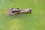 Crocodile Head With Closed Jaws Closeup Stock Photo