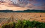 Agriculture Stock Photo