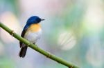 Tickell's Blue Flycatcher Stock Photo