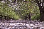 Grove Of Almond Trees In Israel Stock Photo