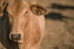 Cow Outside In The Paddock Stock Photo