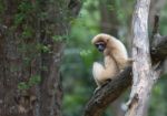 White Handed Gibbon Or Lar Gibbon Stock Photo