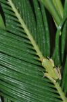 Tree Frog Stock Photo