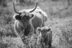 Country Cows Stock Photo