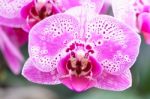 White Pink Phalaenopsis Orchid Flower In Garden Stock Photo