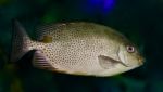 Picture With A Fish Looking In Camera In The Sea Stock Photo