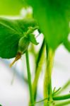 After Flowering Is Developing A Small Stock Photo