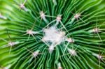 Cactus Plant Stock Photo