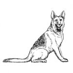 German Shepherd Hand Drawn Stock Photo