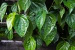  Betel Leaf (piper Betle) Stock Photo