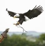 Eagle Landing Stock Photo