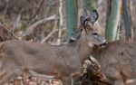 Funny Cute Pair Of Deers Stock Photo