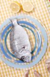 Gilt-head Bream Fish Stock Photo