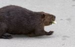 Beautiful Picture With A North American Beaver Stock Photo