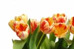 Colorful Tulips Stock Photo