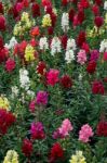 A Bed Of Multicoloured Antirrhinums Stock Photo