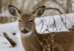 Beautiful Isolated Background With A Wild Deer In The Snowy Forest Stock Photo