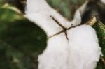 Cotton Field In The Countryside Stock Photo