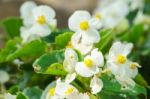 White Begonia Flower In Garden Stock Photo