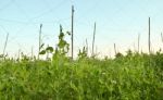 Garden Pea Stock Photo