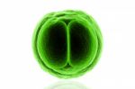 Zygote Cell Stock Photo