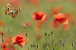 Poppies And Butterfly Stock Photo