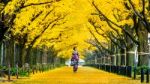 Beautiful Girl Wearing Japanese Traditional Kimono At Row Of Yellow Ginkgo Tree In Autumn. Autumn Park In Tokyo, Japan Stock Photo