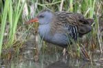 Water Rail Stock Photo