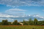 Poppy Field In Tuscany Stock Photo