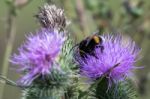 Bee On A Thistle Stock Photo