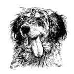 English Setter Stock Photo