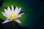 Lotus Blossom White Stock Photo