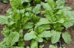 Green Chard Plantation In The Organic Garden Stock Photo