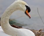 Beautiful Background With A Strong Mute Swan Stock Photo