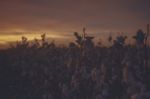 Cotton Field In Oakey, Queensland Stock Photo