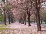 Pink Trumpet Tree Stock Photo