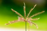 Grass Pollen Close Up Stock Photo