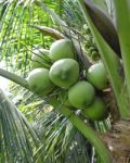 Green Coconut At Tree Stock Photo